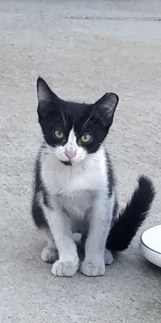 Domino (Courtesy Post)