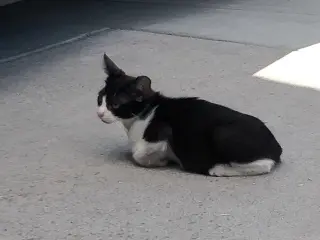 Domino (Courtesy Post)