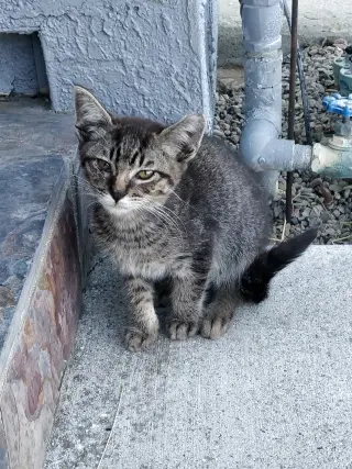Jasper (Courtesy Post)