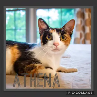Momma Athena