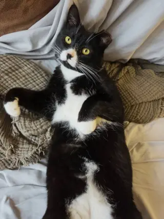 Tuxie