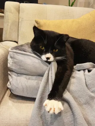 Tuxie