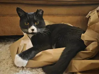 Tuxie
