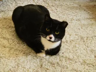 Tuxie