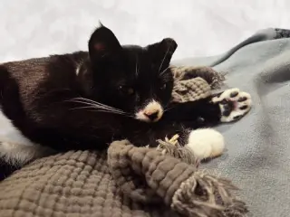Tuxie