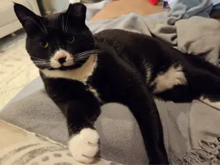 Tuxie