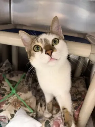 Smores