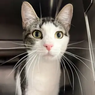 Savannah