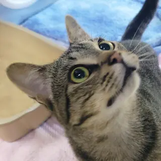 Hoover