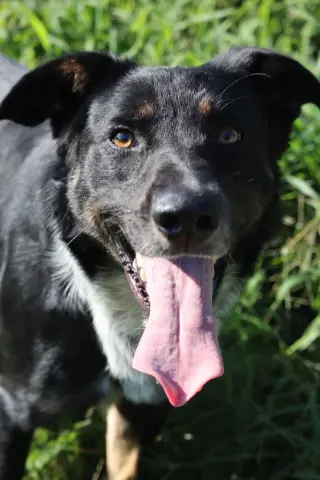 Bandit