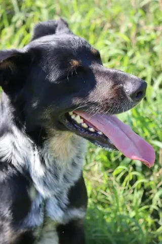 Bandit