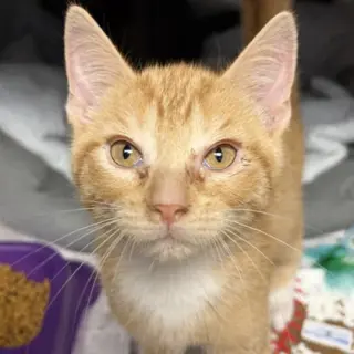 Fonzie