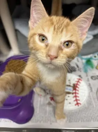 Fonzie