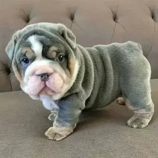PRECIOSO CACHORRITO BULLDOG IN