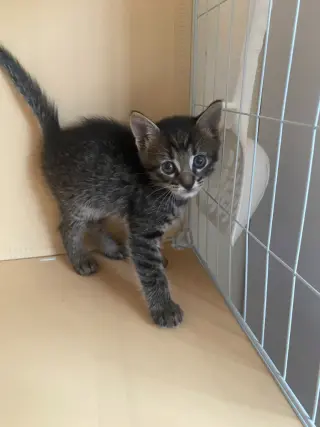 Catra