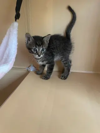 Catra
