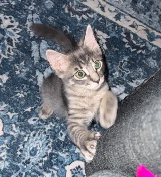Buttercup