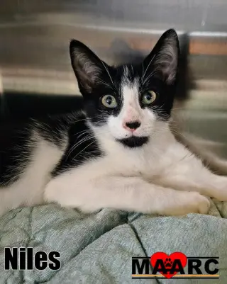 Niles