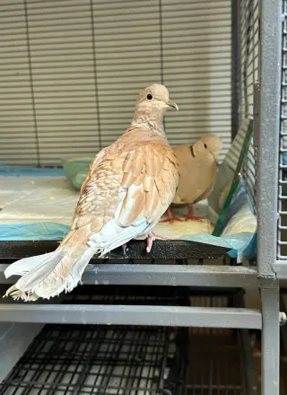 Cinnamon w/Loofah