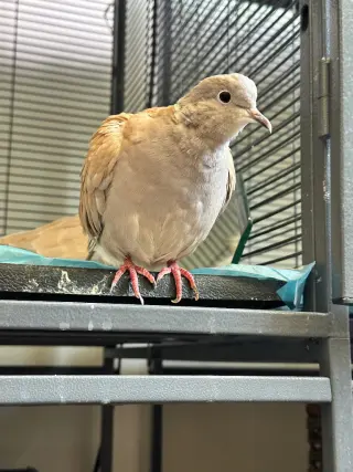 Cinnamon w/Loofah