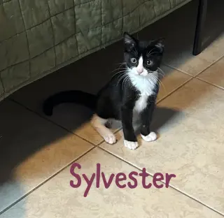 Sylvester