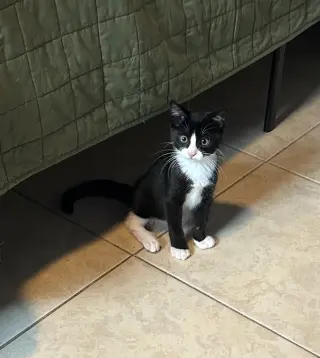 Sylvester