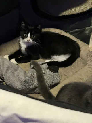 Sylvester