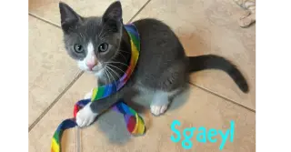 Sgaeyl