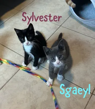Sgaeyl
