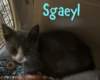 Sgaeyl