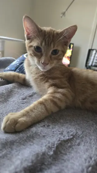 Queso
