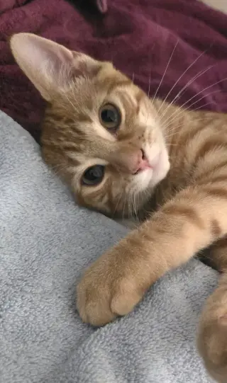 Queso