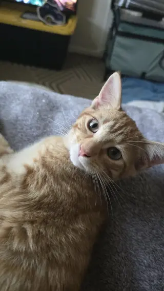Queso