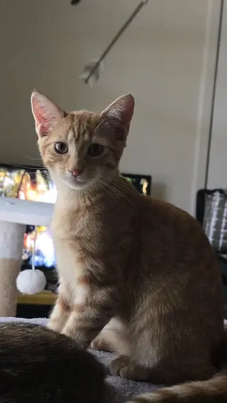 Queso