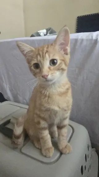 Nacho