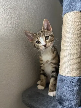 Sokka