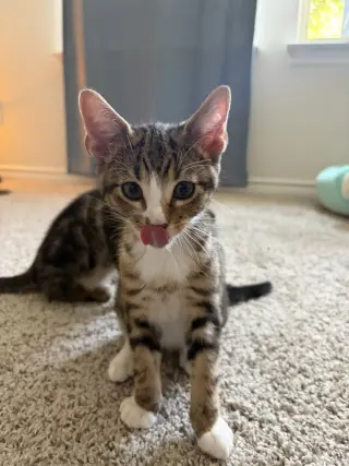 Sokka