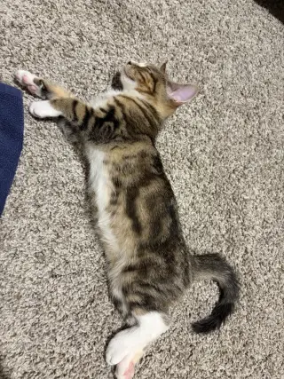Sokka