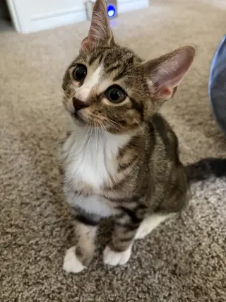 Sokka