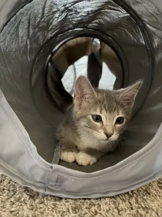 Aang