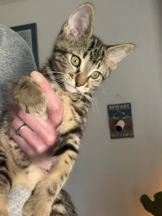 Azula