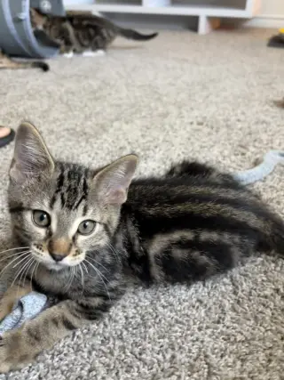 Azula