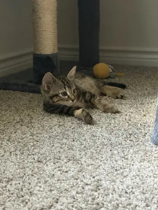 Azula