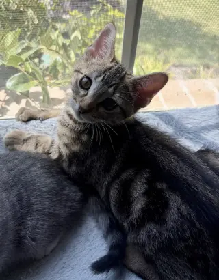 Zuko