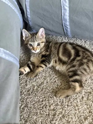 Zuko