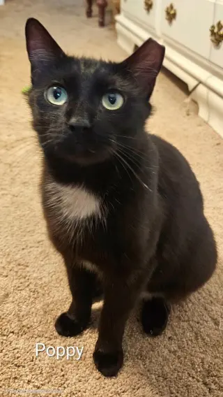 Momma Poppy *BONDED PAIR with Pippa*