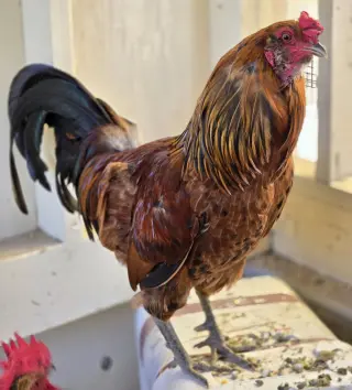 Rodney