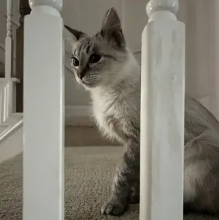 Mia B