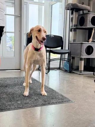 Hazel