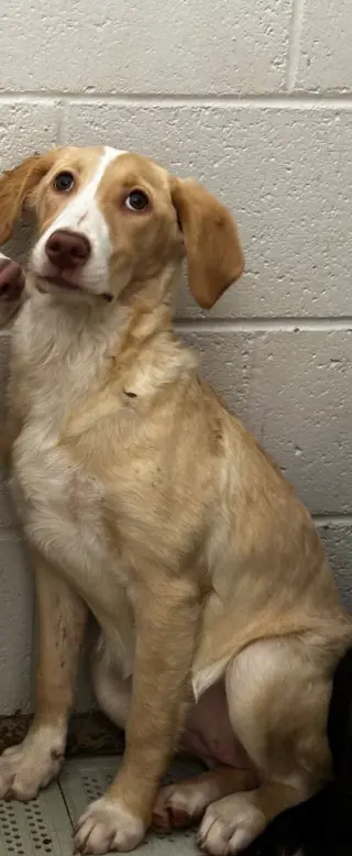 Hazel